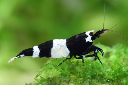 Black King Kong Shrimp 1.5cm (Caridina)