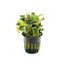 Bucephalandra Malawi Pink in Pot