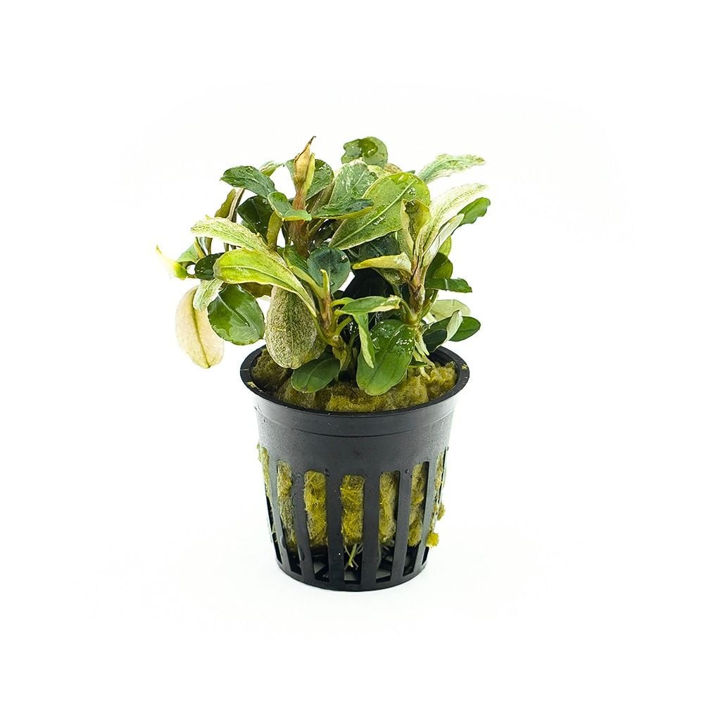 Bucephalandra Malawi Pink in Pot