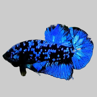 Avatar Betta