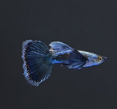 Special Big Tail Guppy Male