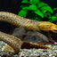 Tiger Moray Eel