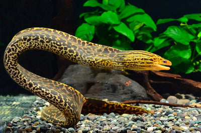 Tiger Moray Eel