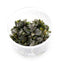 Bucephalandra in Cup