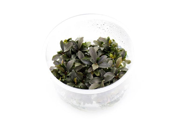 Bucephalandra in Cup