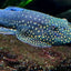 Borneo Blue Tail Loach