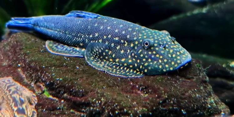 Borneo Blue Tail Loach