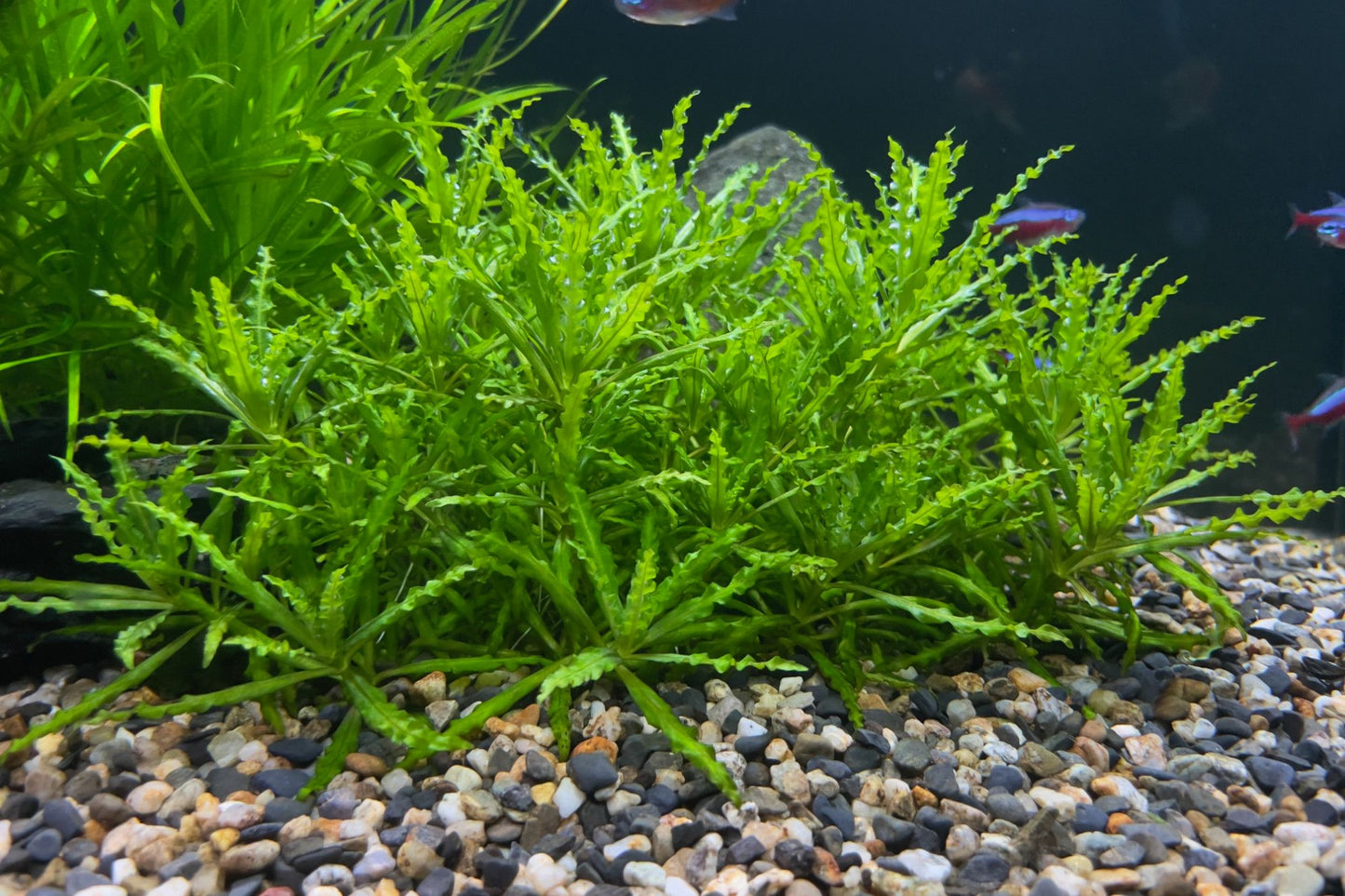 Growow Pogostemon Helferi