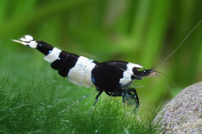 Black & White Bee Shrimp 1.5cm (Caridina)