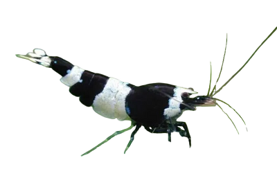 Black & White Bee Shrimp (1-1.3cm) (Caridina)