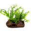 Java Fern on Wood