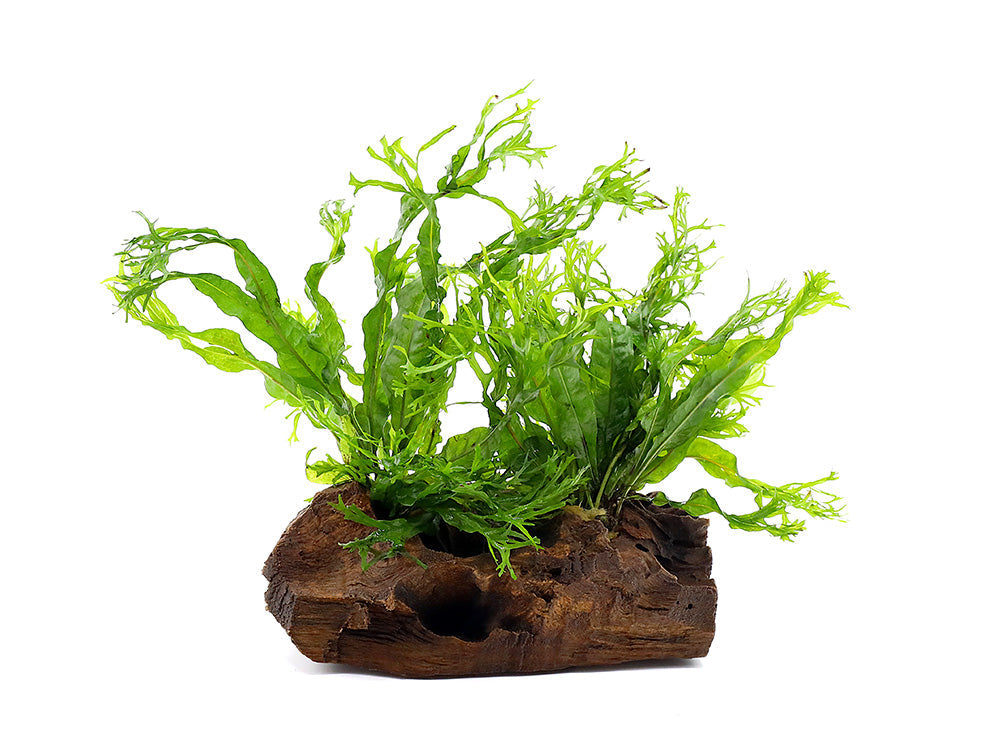 Java Fern on Wood