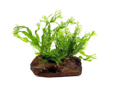 Java Fern on Wood