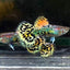 Leopard Special Guppy Pair