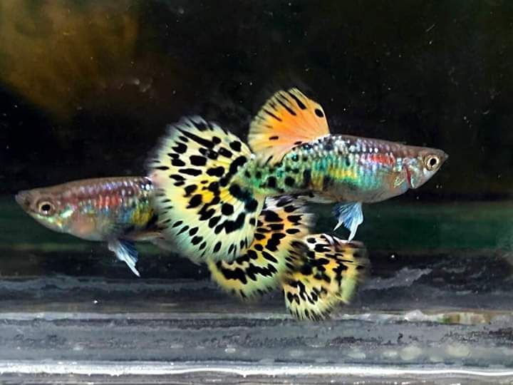 GUPPY LEOPARD PAIR