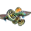 Leopard Special Guppy Pair