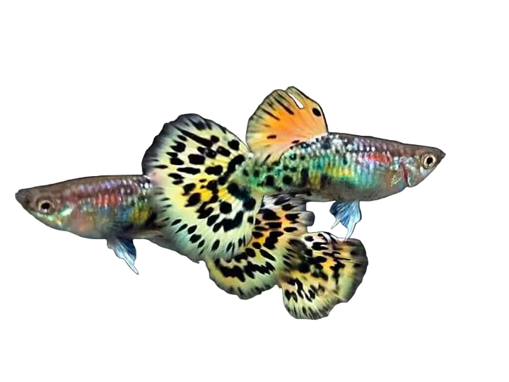 Leopard Special Guppy Pair