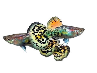 Leopard Special Guppy Pair