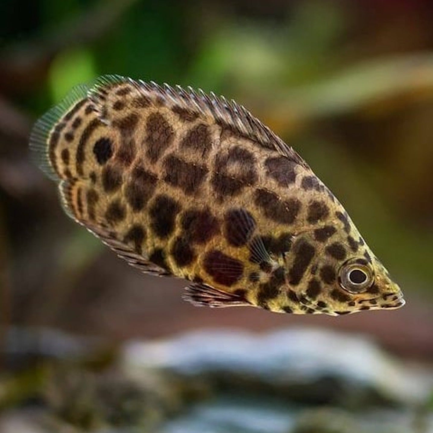 Leopard Bush Fish