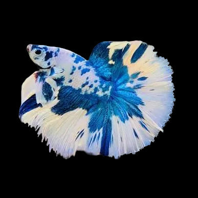 Marble Halfmoon Betta