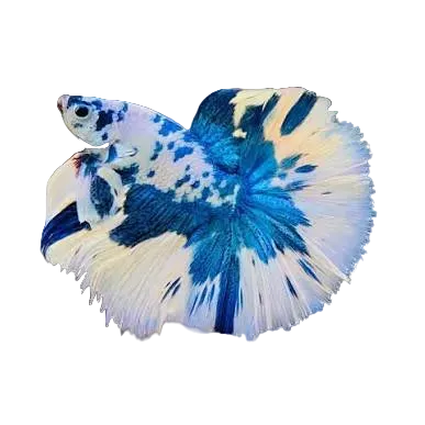 Marble Halfmoon Betta