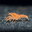 Orange Dwarf Crayfish