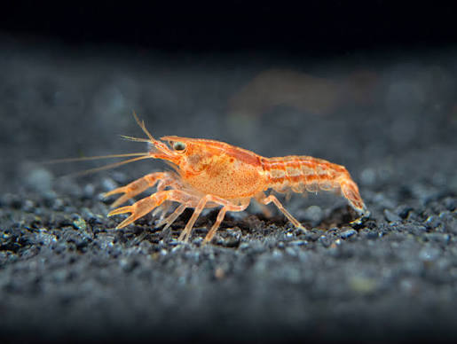 Orange Dwarf Crayfish