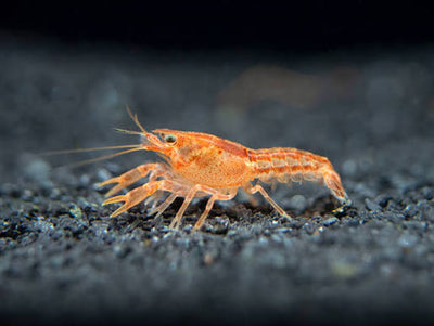 Orange Dwarf Crayfish