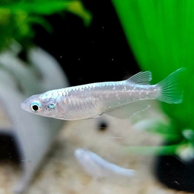 Platinum Rice Fish