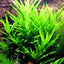 Hygrophila salicifolia Pot Plant