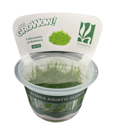 Grow Callicostella prabaktiana
