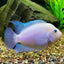 CONVICT CICHLID 5.5cm