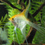 Angel Fish Mix