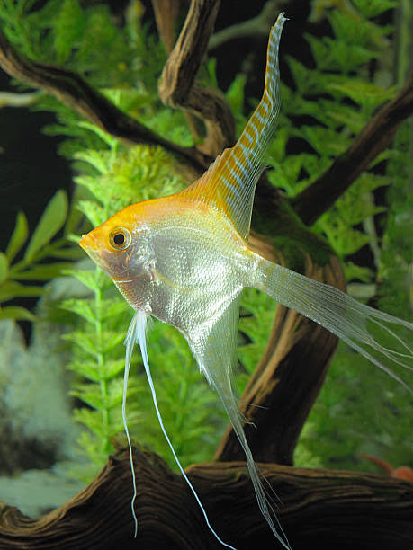 Angel Fish Mix