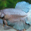 Rose Tail  Betta