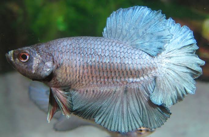 Rose Tail  Betta