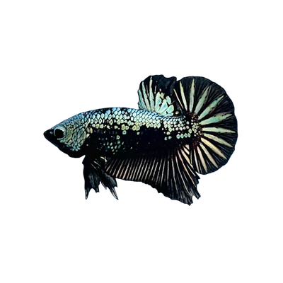 Black Samurai plakat Betta