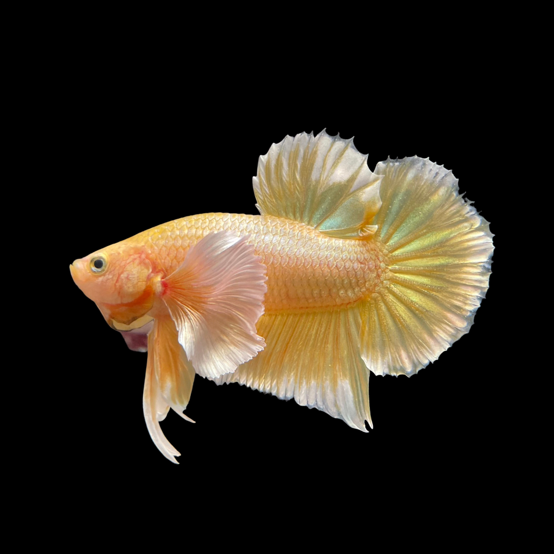 Golden Big Ear Plakat