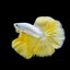 Yellow Dragon Betta