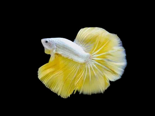Yellow Dragon Betta