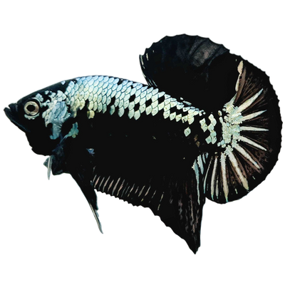 Black Samurai plakat Betta