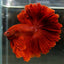 Rose Tail  Betta