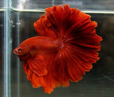 Rose Tail  Betta