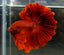 Rose Tail  Betta