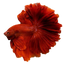 Rose Tail  Betta