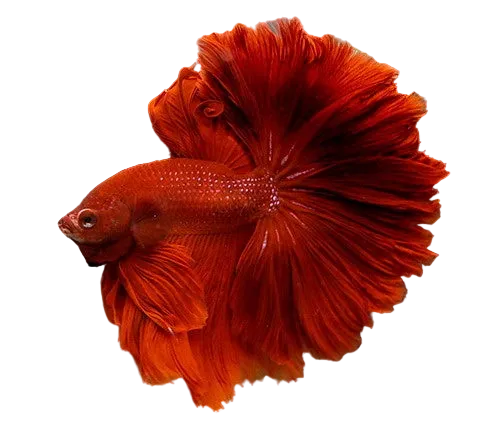 Rose Tail  Betta