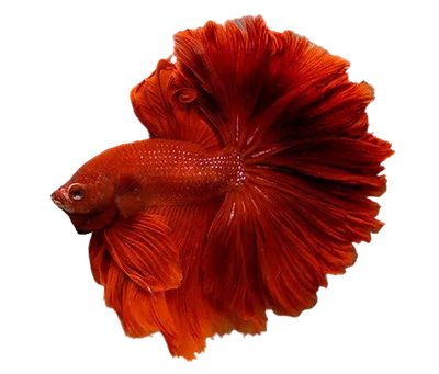 Rose Tail  Betta