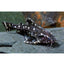 Spotted Raphael Catfish (Agamyxis pectinifrons)