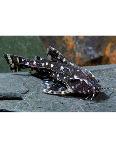 Spotted Raphael Catfish (Agamyxis pectinifrons)