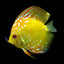 Yellow panda Discus Fish